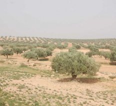 L’arbre de bois d’olivier représente le symbole pour la population méditerranéenne,